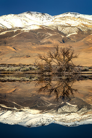 Tree Reflections