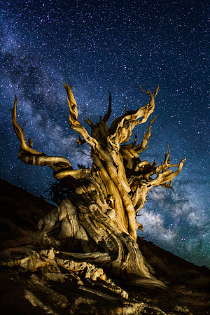 Methuselah