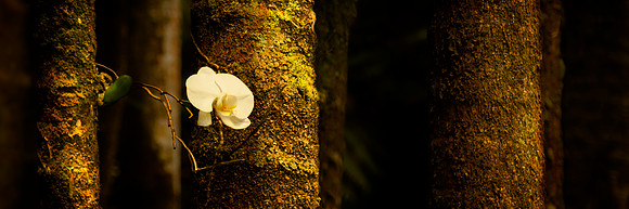 Orchid in Hilo