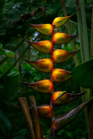 Flowers of Hawaii