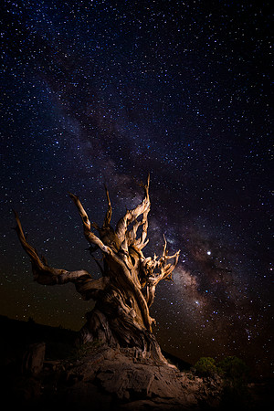 Lonely Tree