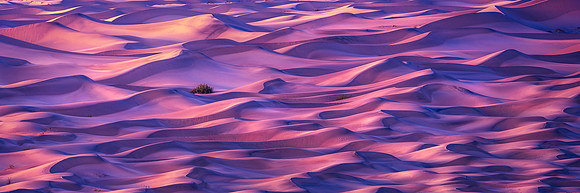 Windswept waves of the desert