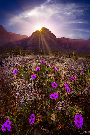 Wild Flowers of Red Rock